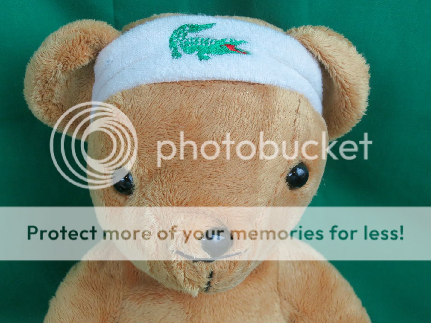 lacoste teddy bear